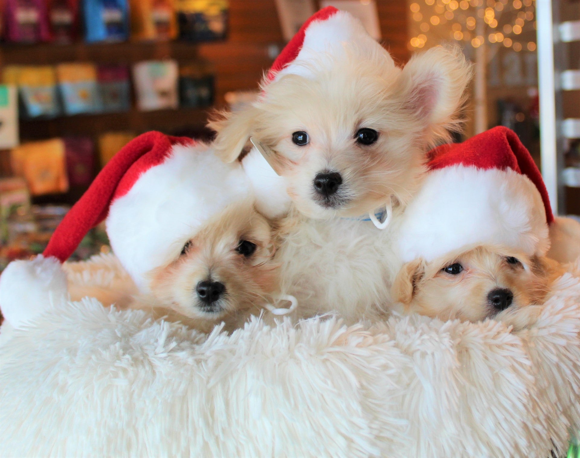 Santa Paws is coming to Land of Paws land of paws kc