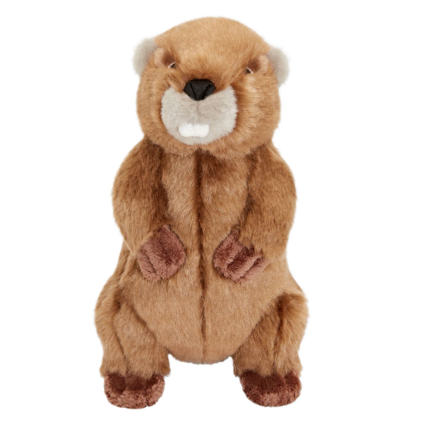 TROY THE BEAVER