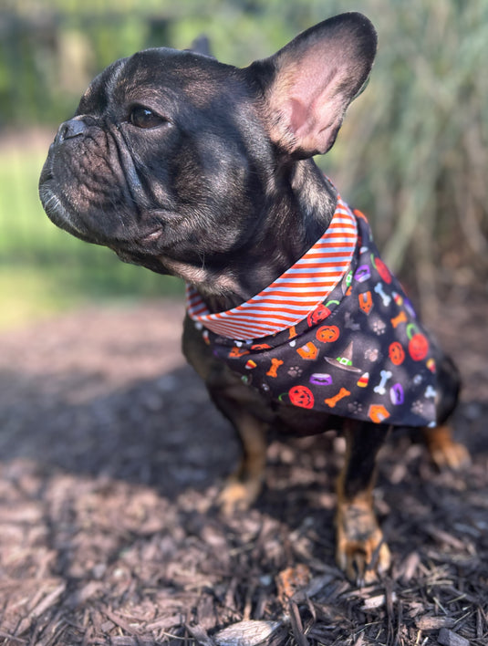 land of paws kc